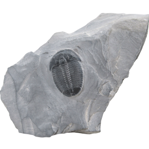 Utah Cambrian Age Elrathia Trilobite in Matrix 147 | Fossils for Sale