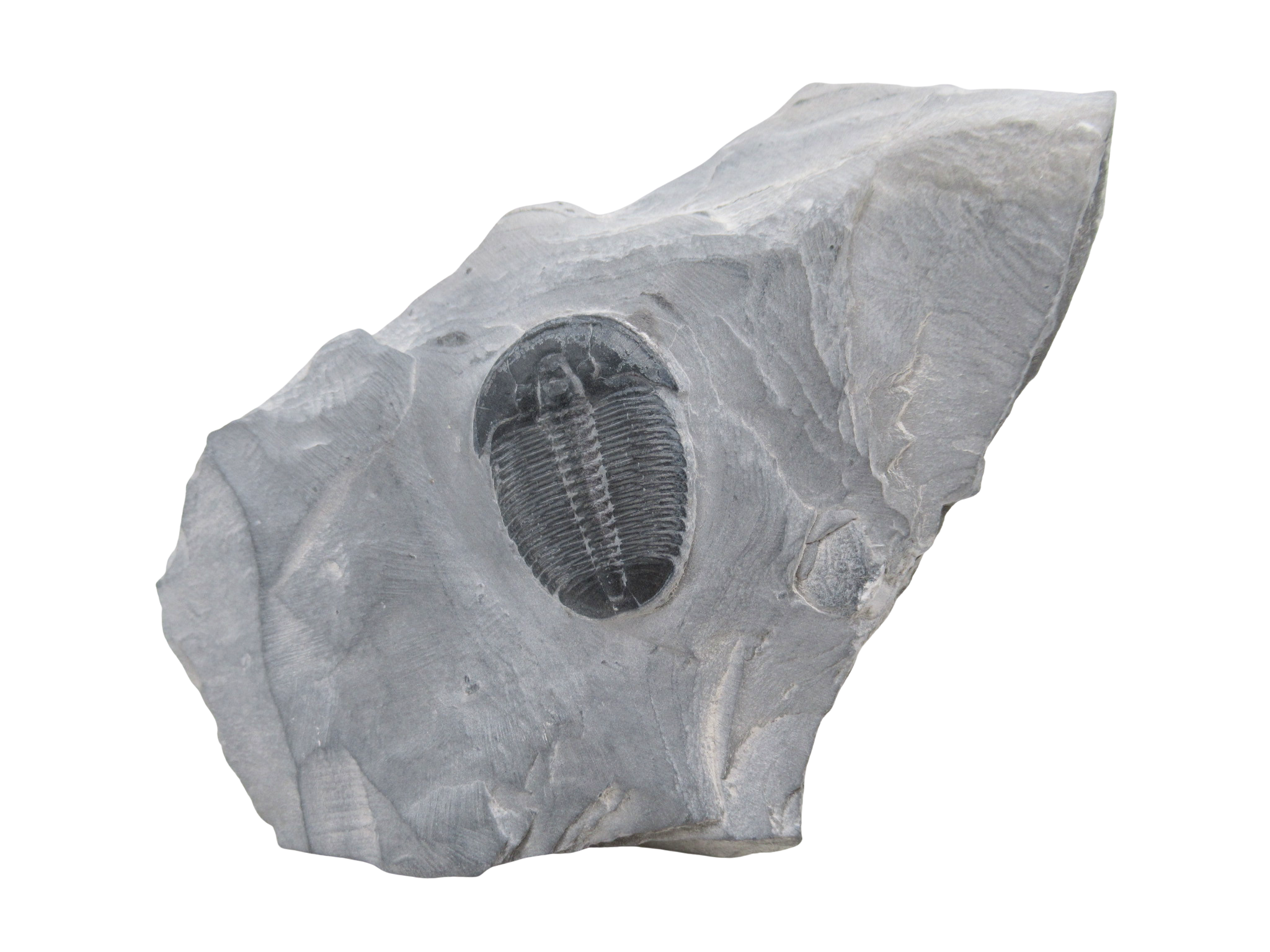 Utah Cambrian Age Elrathia Trilobite in Matrix 147 | Fossils for Sale