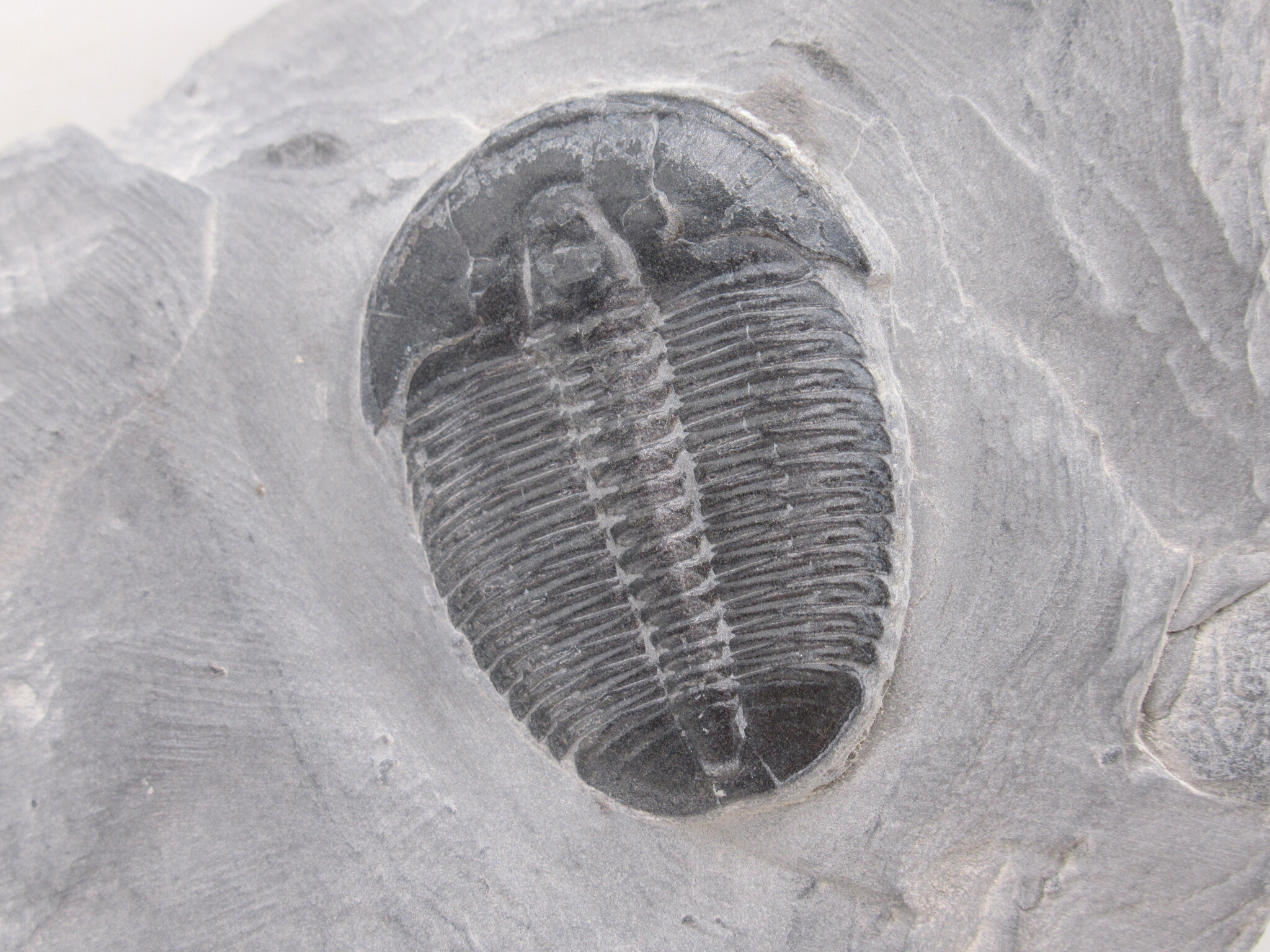 Utah Cambrian Age Elrathia Trilobite in Matrix 147a | Fossils for Sale