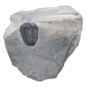 Utah Cambrian Age Elrathia Trilobite in Matrix 148 | Fossils for Sale