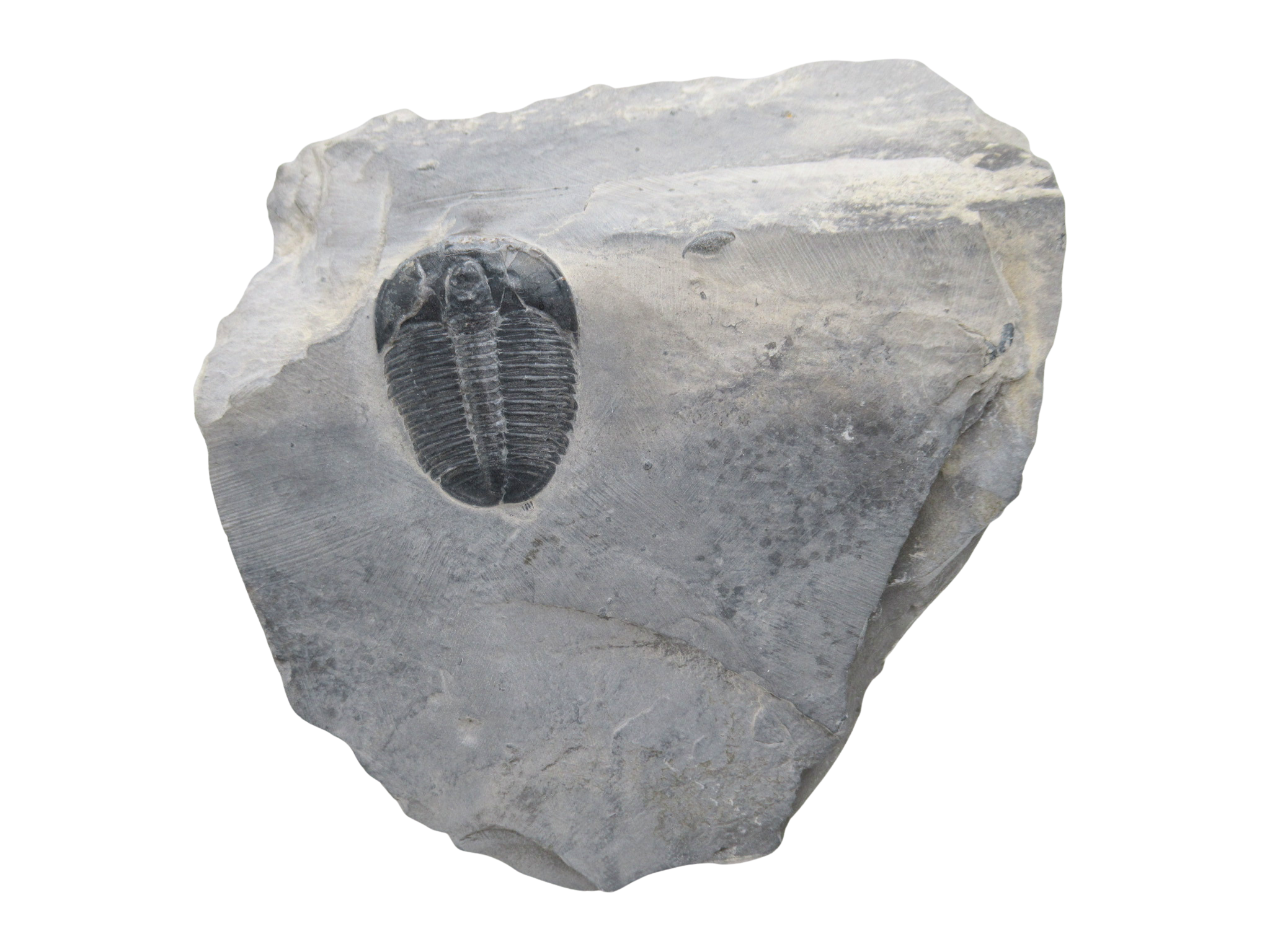 Utah Cambrian Age Elrathia Trilobite in Matrix 148 | Fossils for Sale