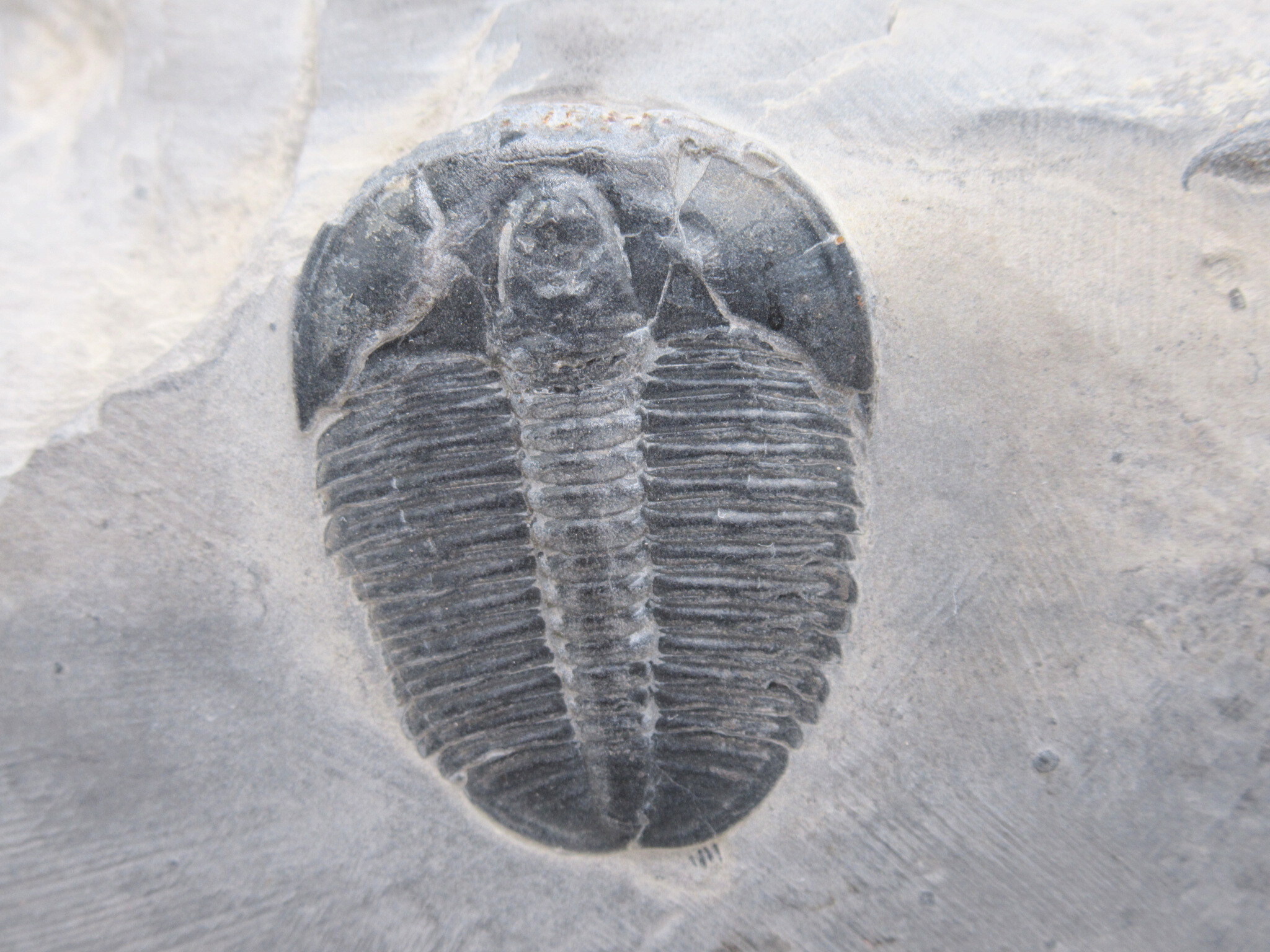 Utah Cambrian Age Elrathia Trilobite in Matrix 148a | Fossils for Sale