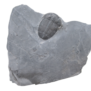 Utah Cambrian Age Elrathia Trilobite in Matrix 149 | Fossils for Sale