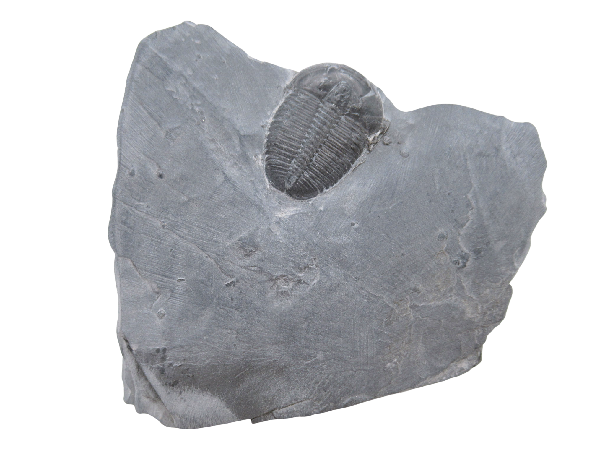 Utah Cambrian Age Elrathia Trilobite in Matrix 149 | Fossils for Sale