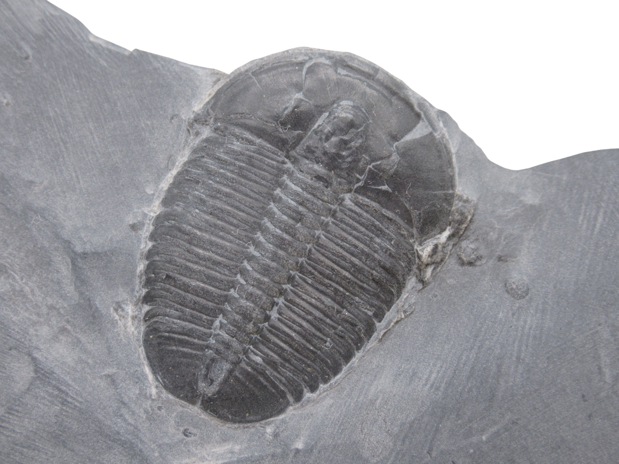Utah Cambrian Age Elrathia Trilobite in Matrix 149a | Fossils for Sale