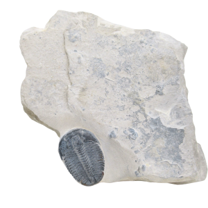 Utah Cambrian Age Elrathia Trilobite in Matrix 150 | Fossils for Sale