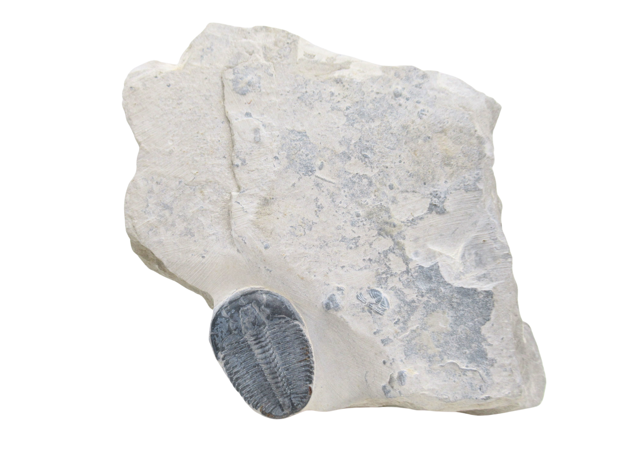 Utah Cambrian Age Elrathia Trilobite in Matrix 150 | Fossils for Sale