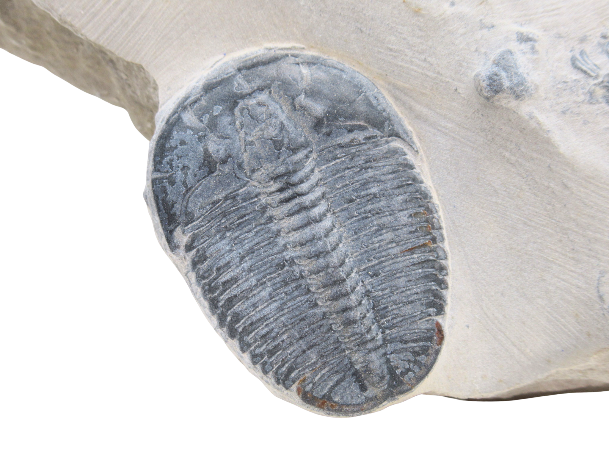 Utah Cambrian Age Elrathia Trilobite in Matrix 150a | Fossils for Sale