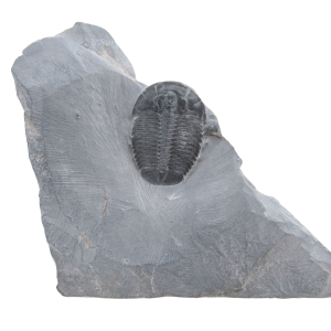 Utah Cambrian Age Elrathia Trilobite in Matrix 151 | Fossils for Sale
