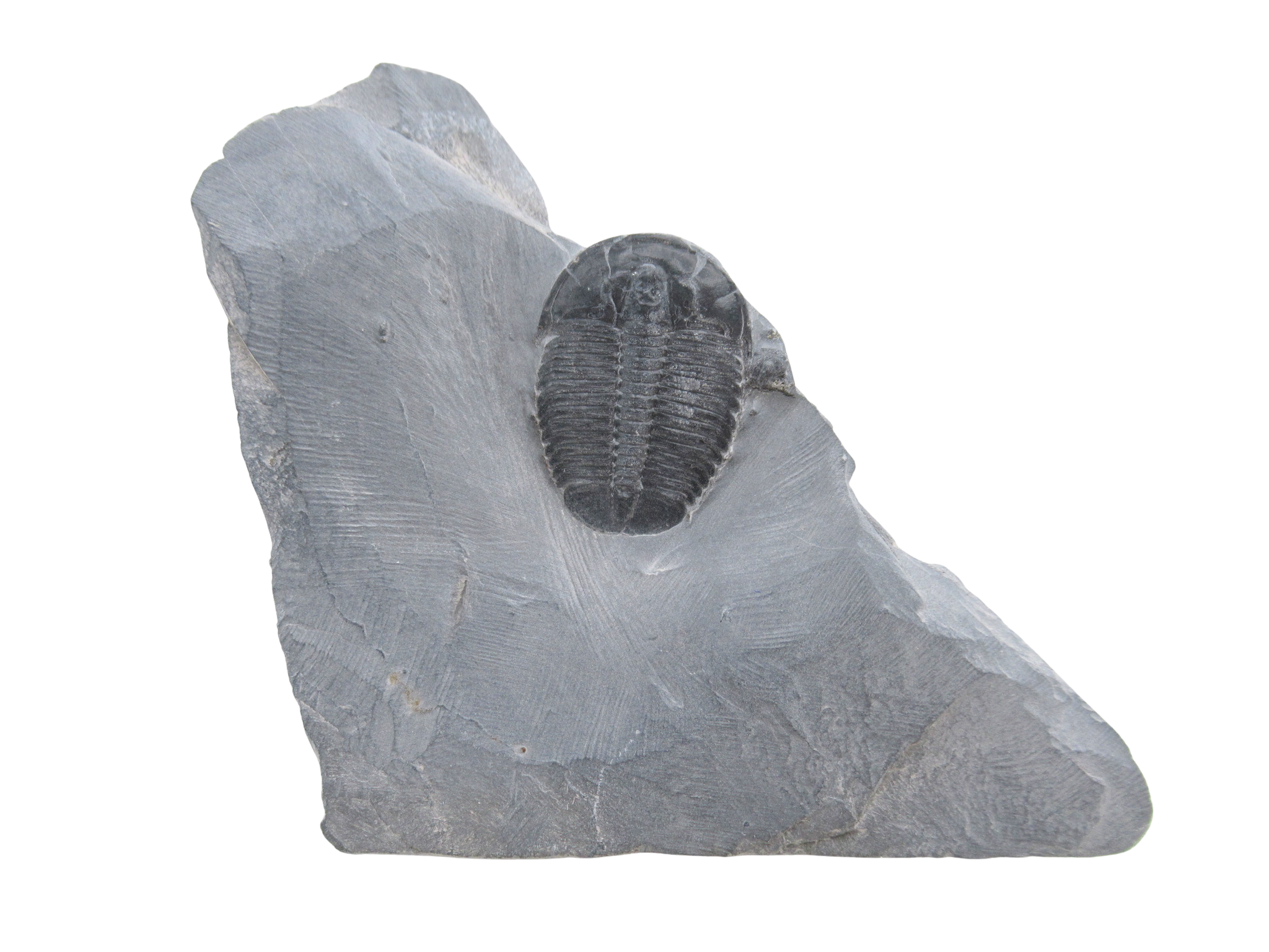 Utah Cambrian Age Elrathia Trilobite in Matrix 151 | Fossils for Sale