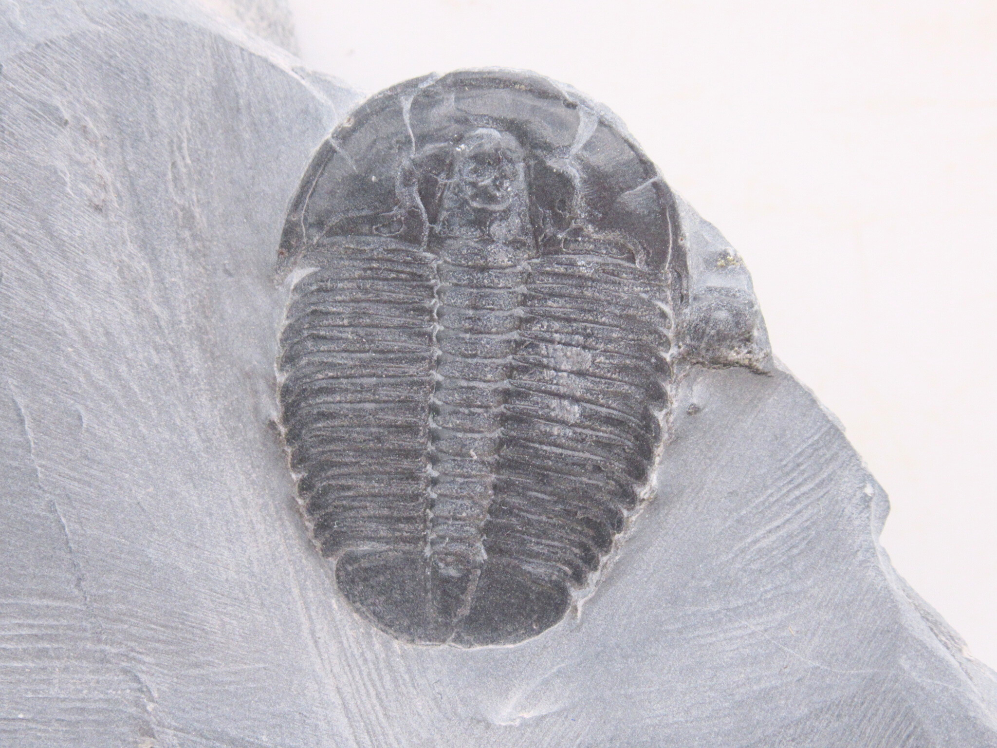 Utah Cambrian Age Elrathia Trilobite in Matrix 151a | Fossils for Sale