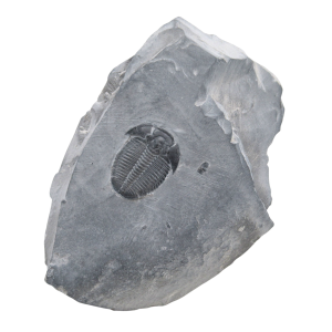 Utah Cambrian Age Elrathia Trilobite in Matrix 152 | Fossils for Sale