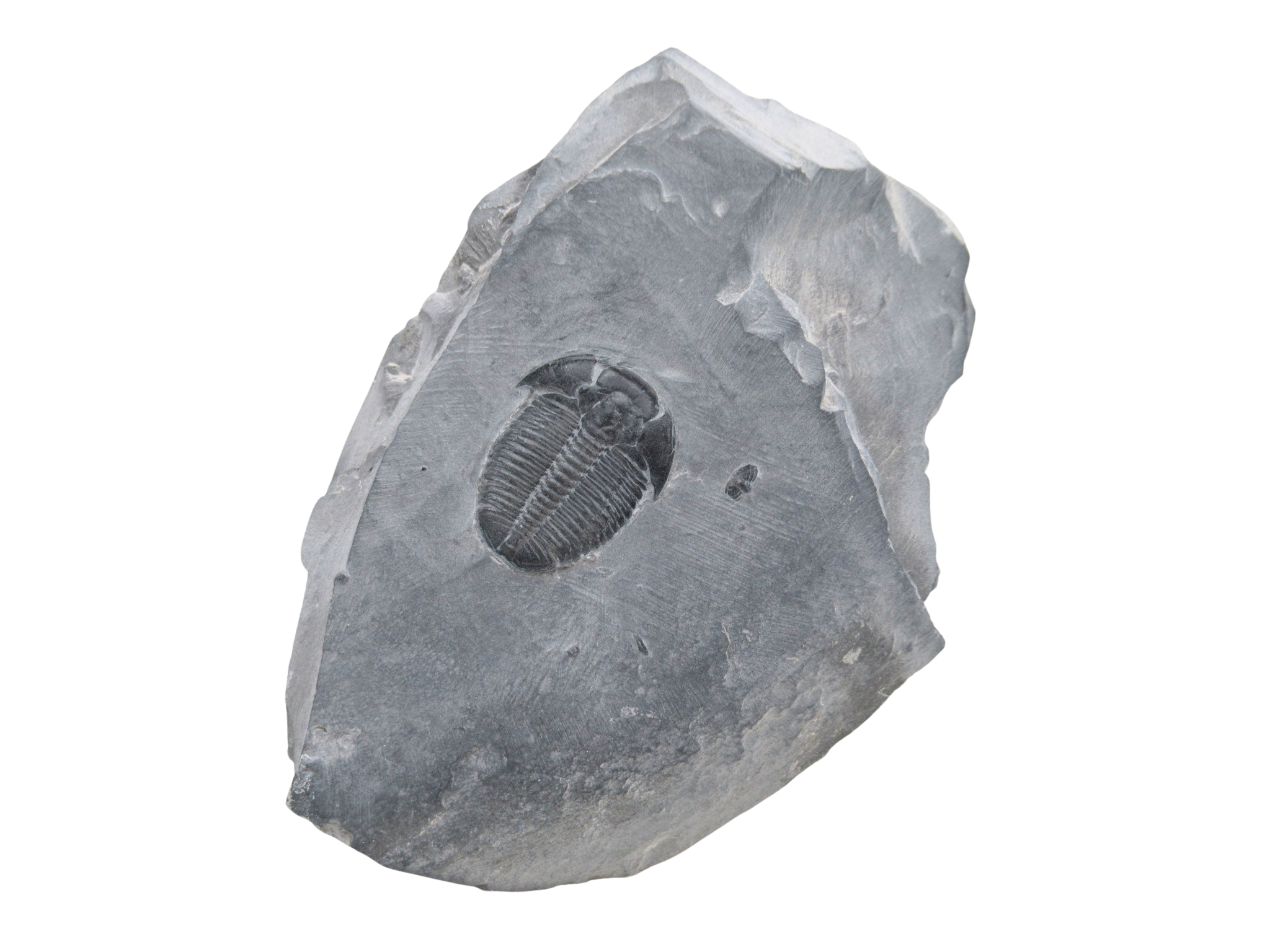 Utah Cambrian Age Elrathia Trilobite in Matrix 152 | Fossils for Sale