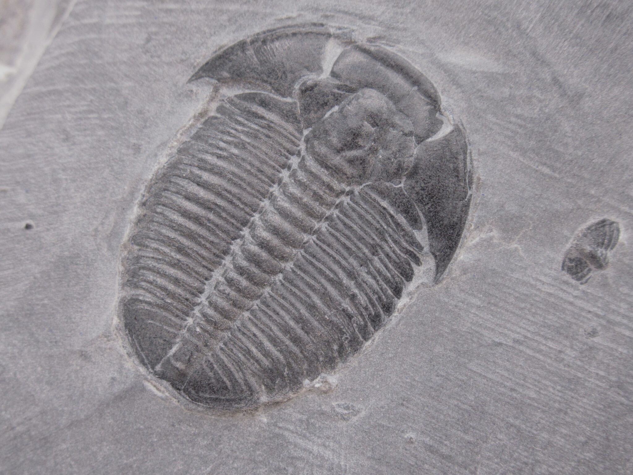 Utah Cambrian Age Elrathia Trilobite in Matrix 152a | Fossils for Sale