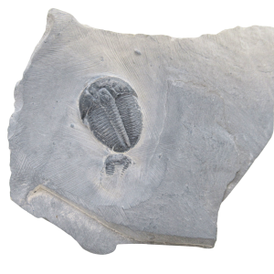 Utah Cambrian Age Elrathia Trilobite in Matrix 153 | Fossils for Sale