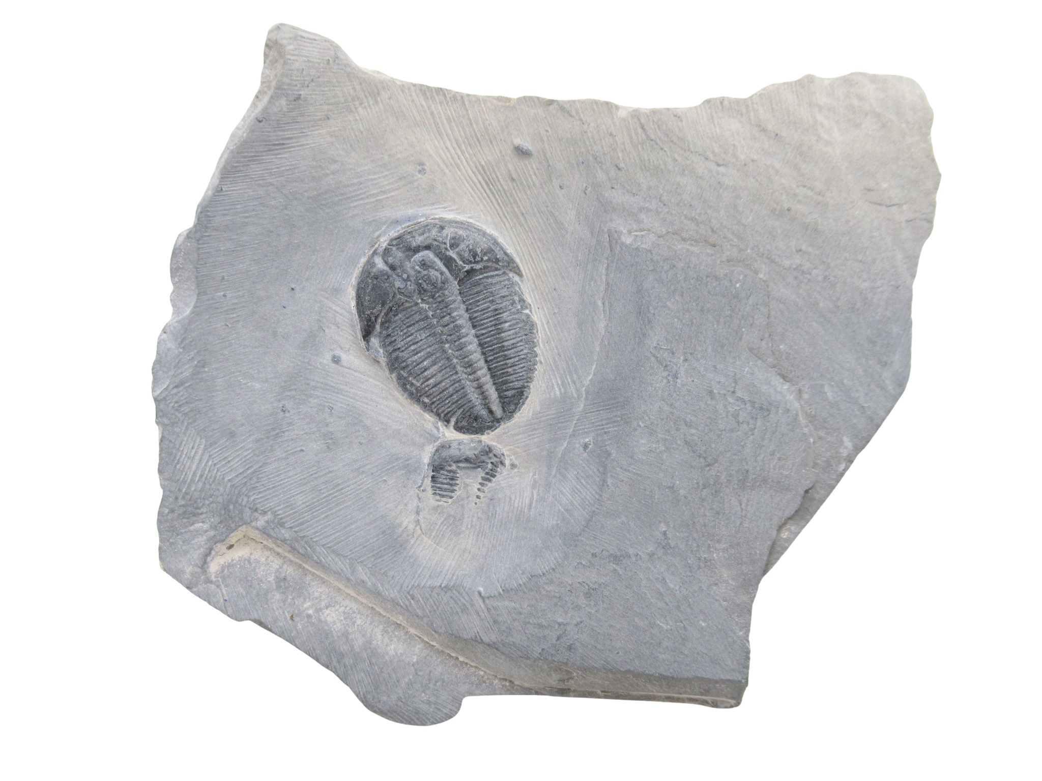 Utah Cambrian Age Elrathia Trilobite in Matrix 153 | Fossils for Sale