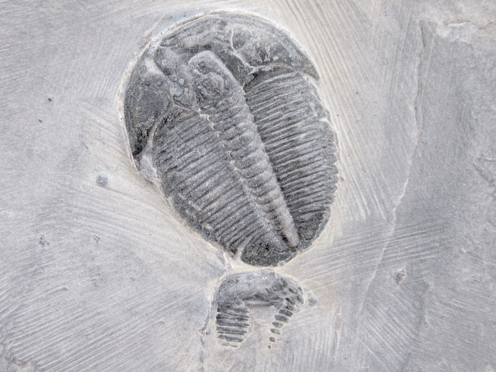 Utah Cambrian Age Elrathia Trilobite in Matrix 153a | Fossils for Sale