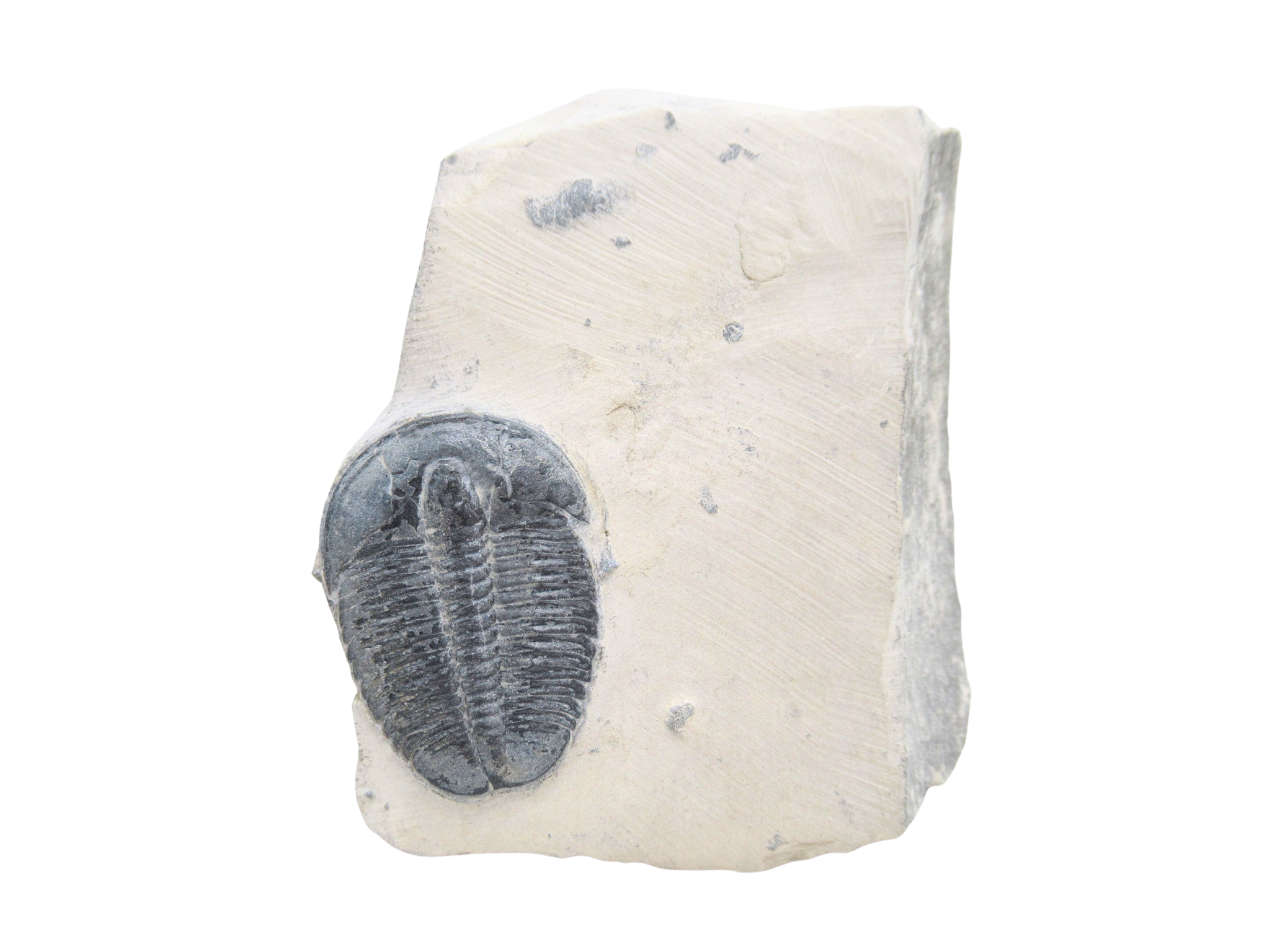 Utah Cambrian Age Elrathia Trilobite in Matrix 154 | Fossils for Sale