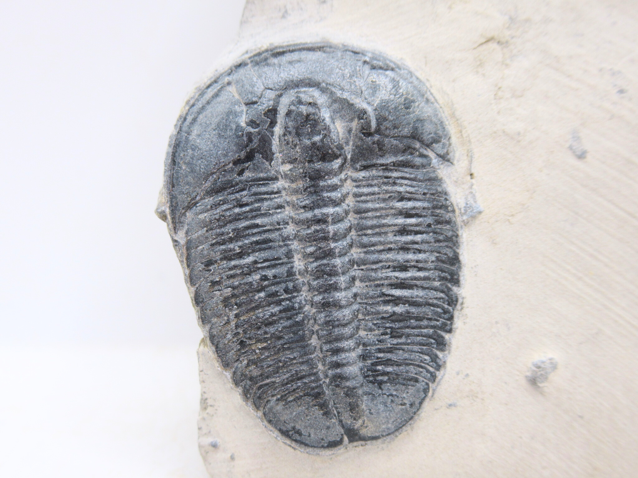 Utah Cambrian Age Elrathia Trilobite in Matrix 154a | Fossils for Sale