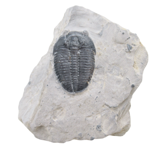 Utah Cambrian Age Elrathia Trilobite in Matrix 155 | Fossils for Sale