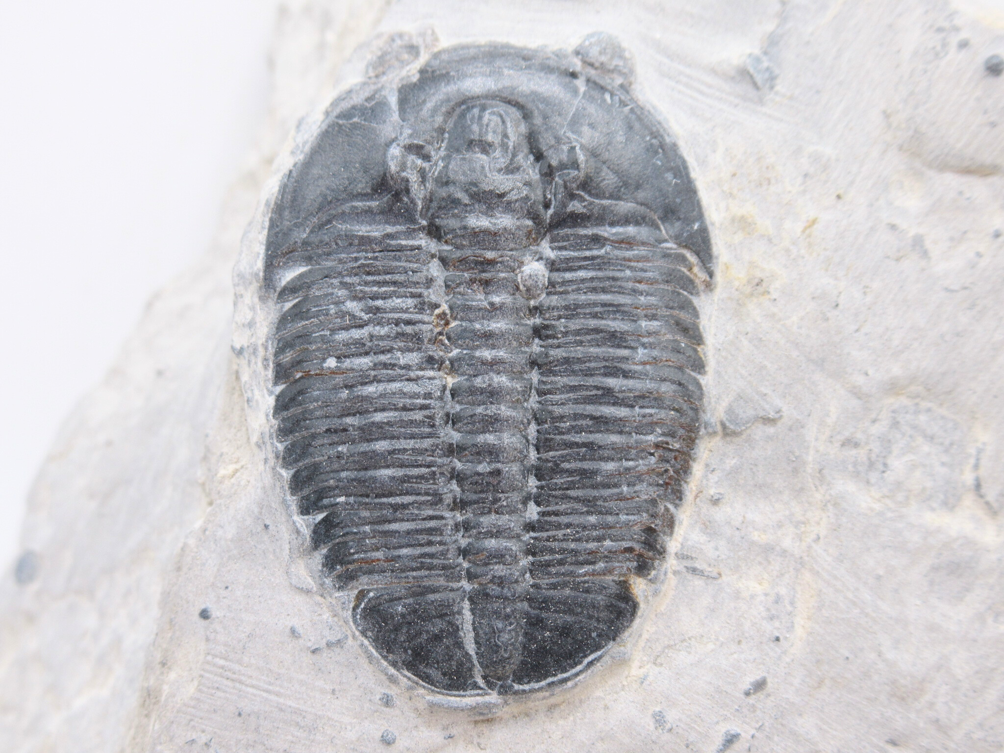 Utah Cambrian Age Elrathia Trilobite in Matrix 155 | Fossils for Sale