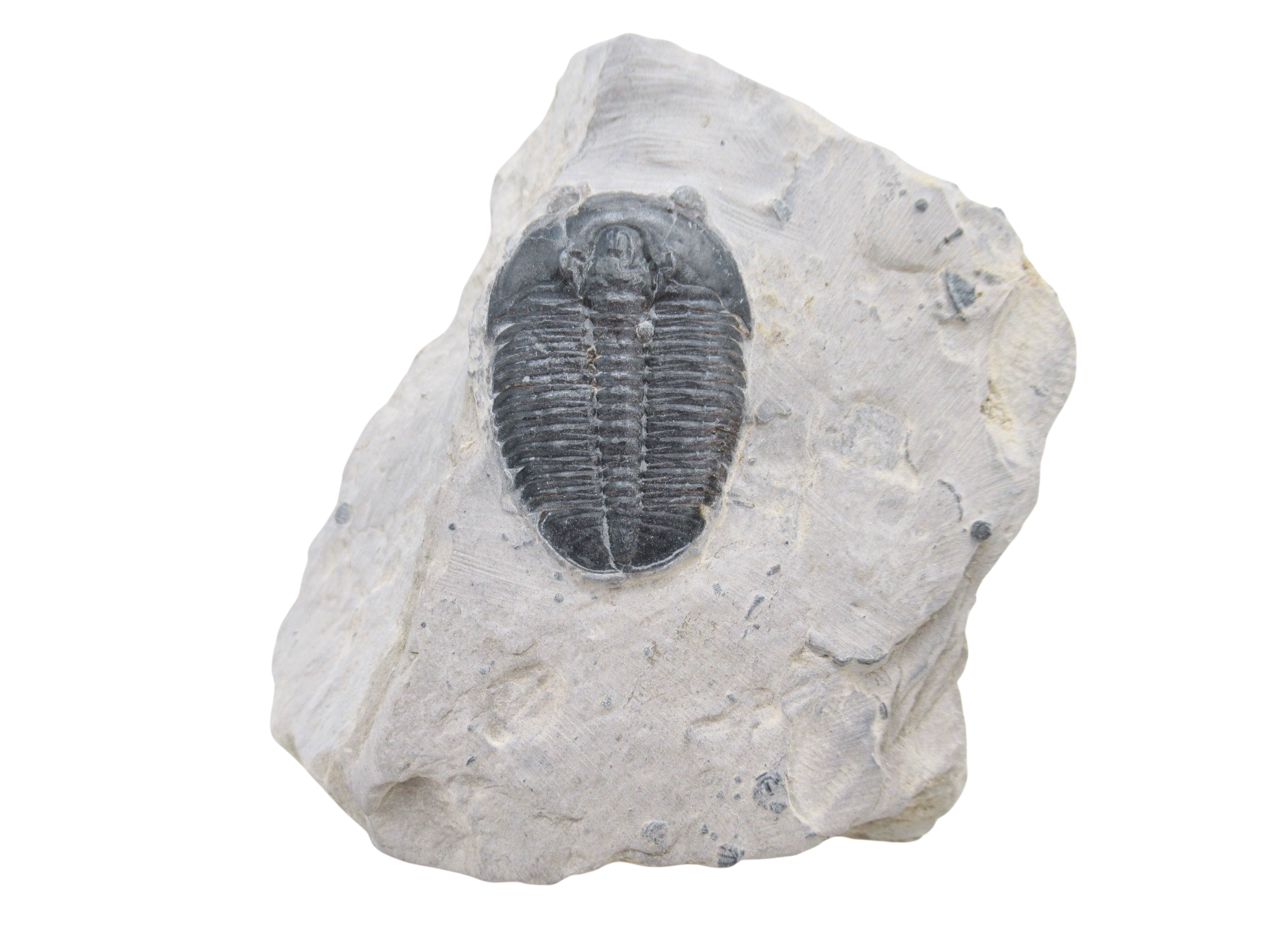 Utah Cambrian Age Elrathia Trilobite in Matrix 155 | Fossils for Sale