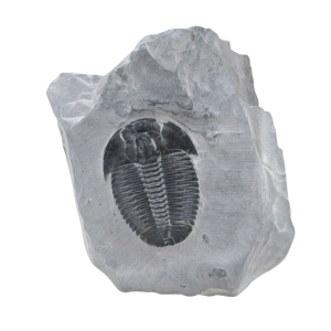Utah Cambrian Age Elrathia Trilobite in Matrix 156 | Fossils for Sale