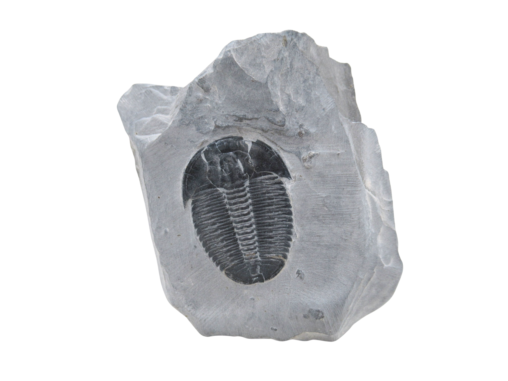 Utah Cambrian Age Elrathia Trilobite in Matrix 156 | Fossils for Sale