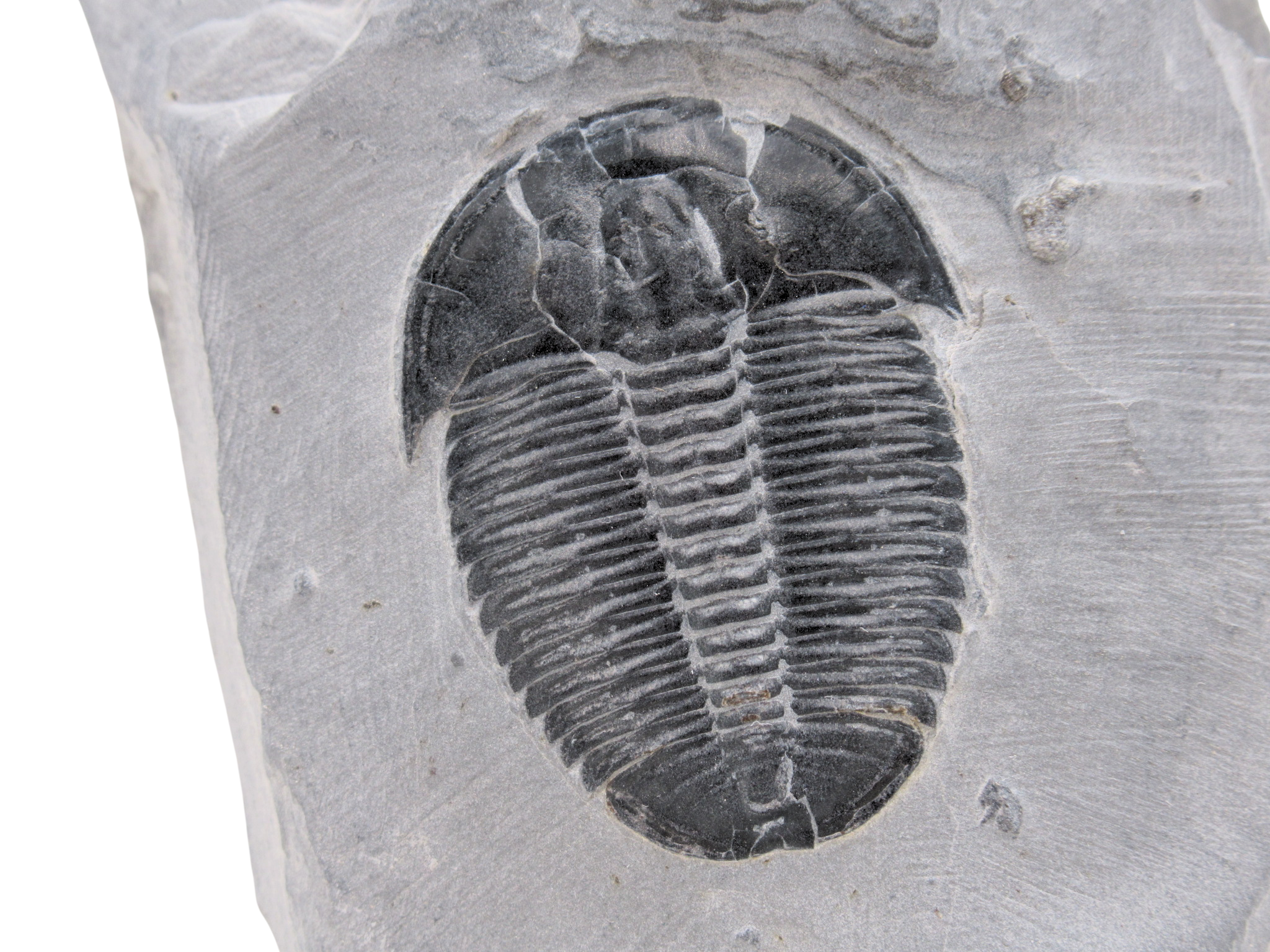 Utah Cambrian Age Elrathia Trilobite in Matrix 156a | Fossils for Sale