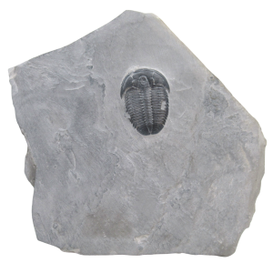 Utah Cambrian Age Elrathia Trilobite in Matrix 157 | Fossils for Sale