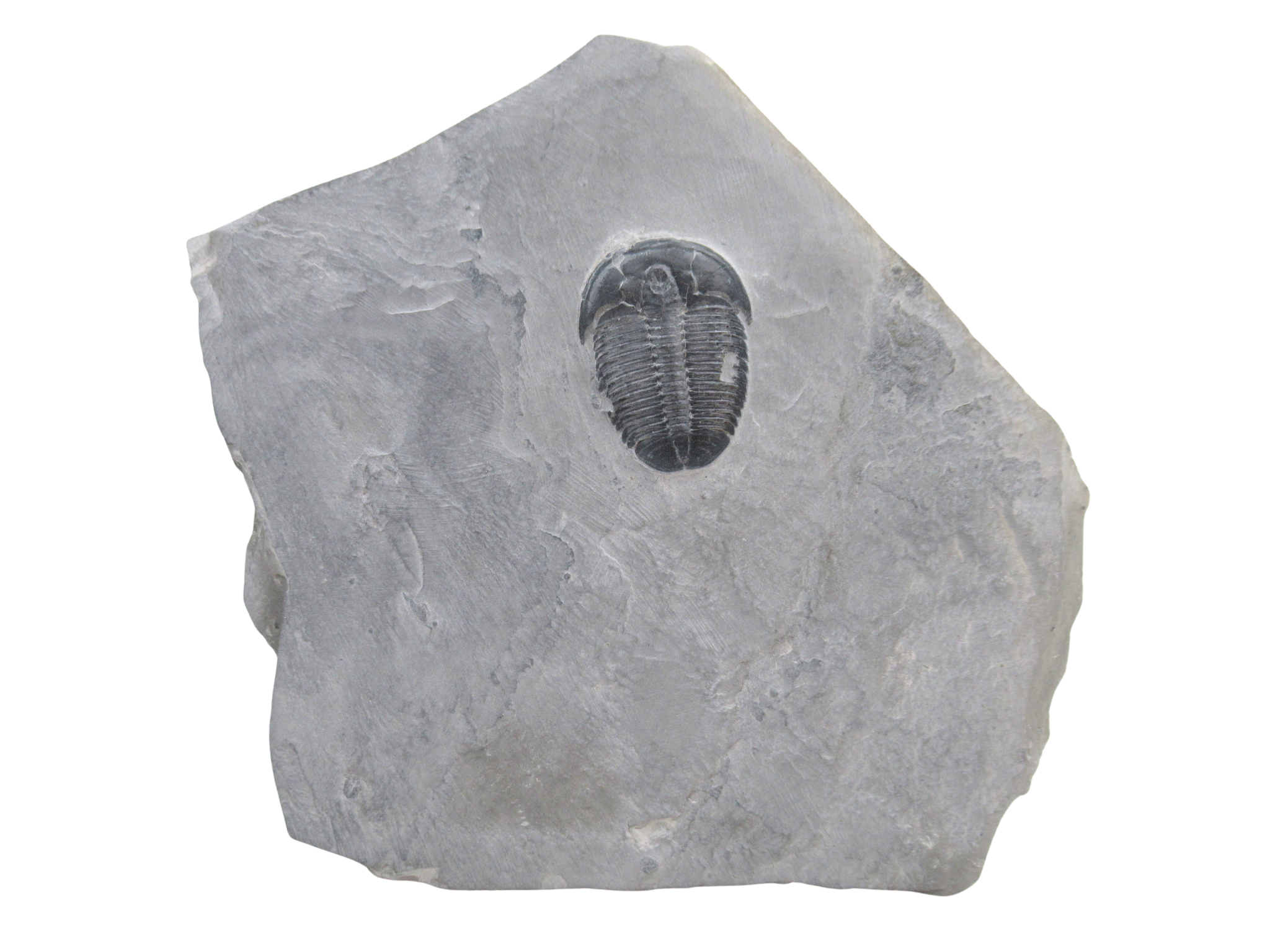Utah Cambrian Age Elrathia Trilobite in Matrix 157 | Fossils for Sale