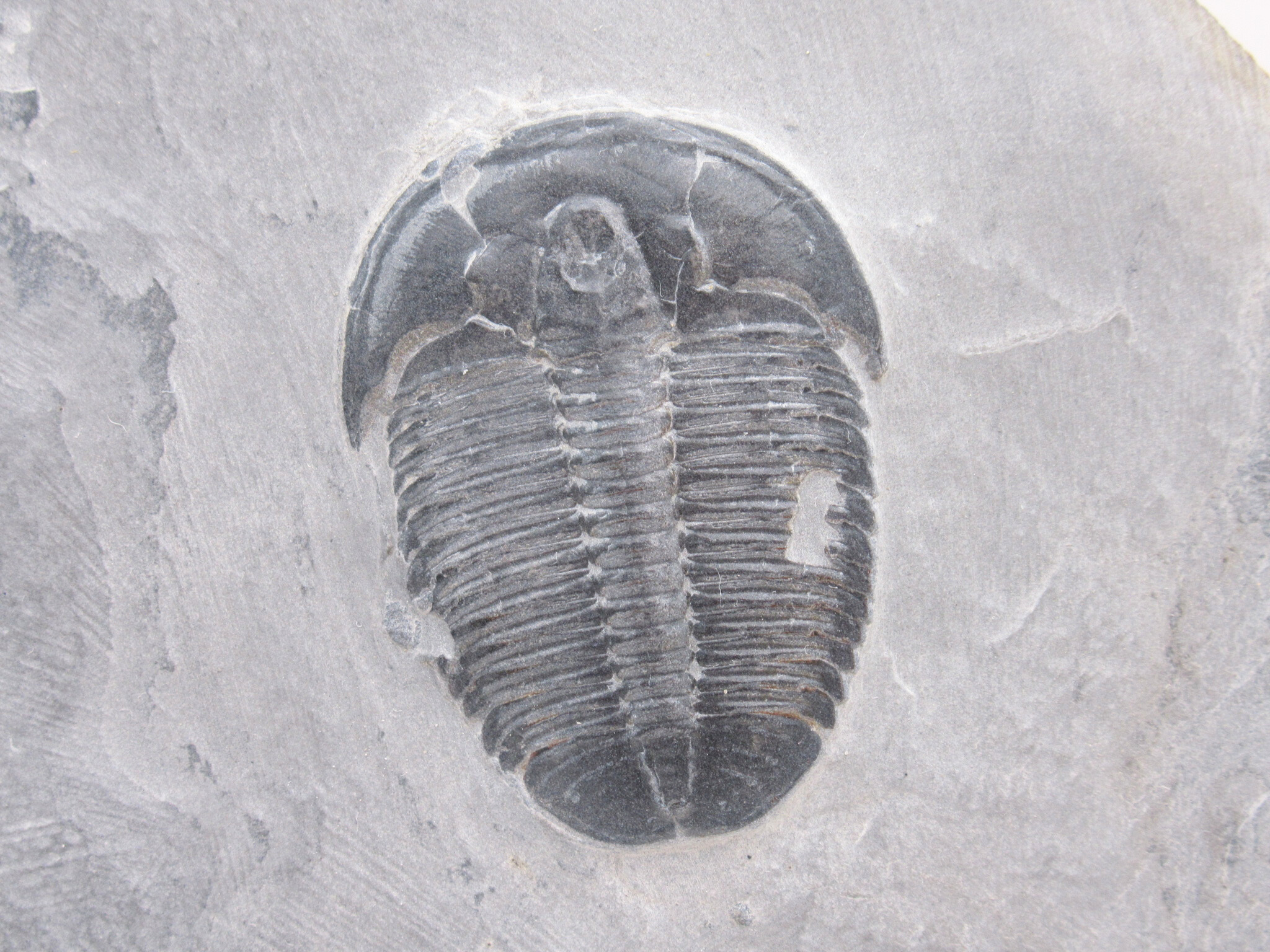 Utah Cambrian Age Elrathia Trilobite in Matrix 157a | Fossils for Sale