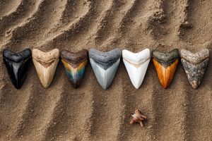 Buy Fossil Megalodon Shark Teeth