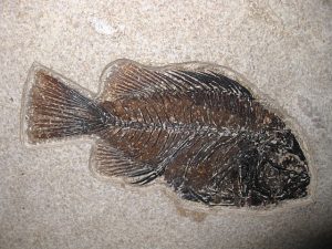 Wyoming-Eocene-Cockerellites-Liops-Fish