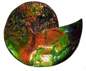 canadian-gem-ammolite-ammonite