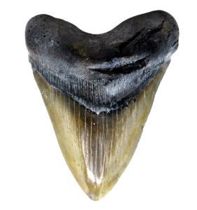 Buy Fossil Megalodon Shark Teeth