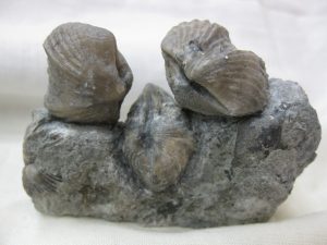 kentucky-ordovician-platystrophia-brachiopod | Fossils for Sale kentucky-ordovician-platystrophia-brachiopod