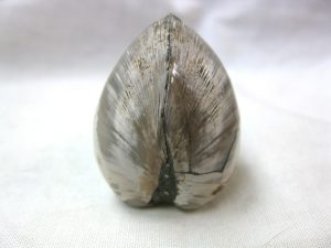 madagascar-small-jurassic-polished-clam | Fossils for Sale madagascar-small-jurassic-polished-clam