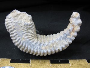 madagascar-zipper-oyster | Fossils for Sale madagascar-zipper-oyster