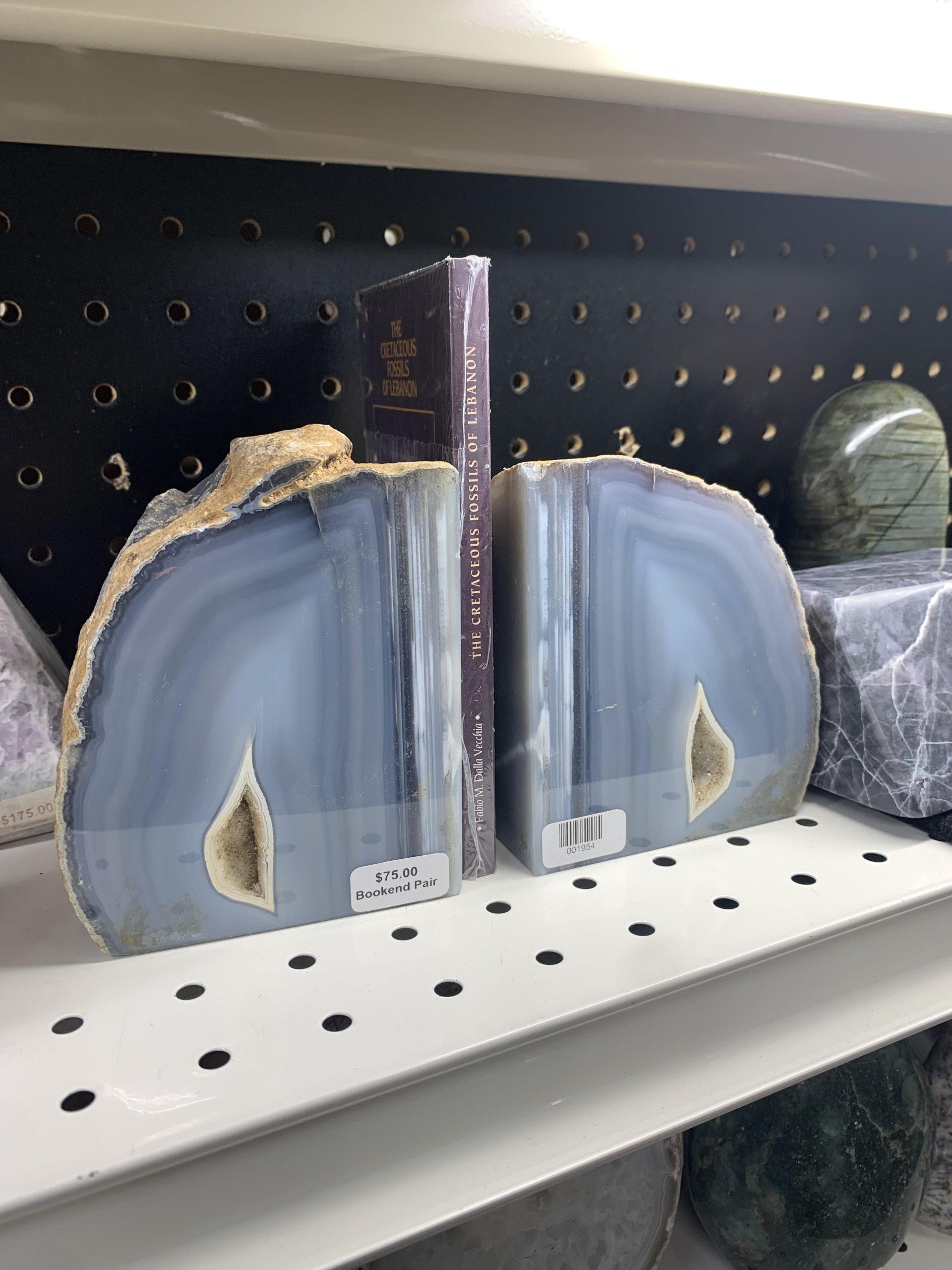 unnamed 1 | Fossils for Sale