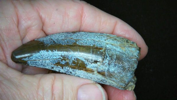South Dakota Cretaceous Tyrannosaurus Rex Tooth 1 | Fossils for Sale