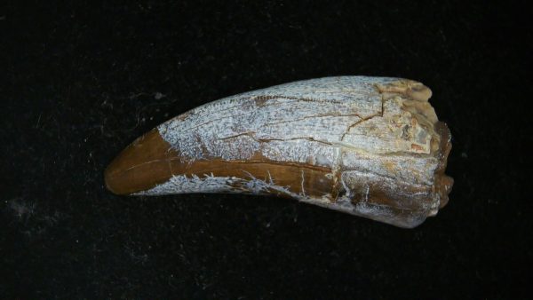 South Dakota Cretaceous Tyrannosaurus Rex Tooth 1a | Fossils for Sale