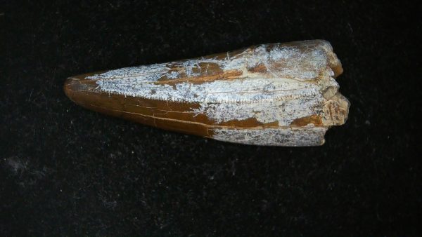 South Dakota Cretaceous Tyrannosaurus Rex Tooth 1b | Fossils for Sale
