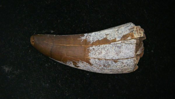 South Dakota Cretaceous Tyrannosaurus Rex Tooth 1c | Fossils for Sale