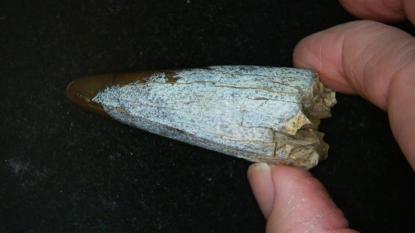 South Dakota Cretaceous Tyrannosaurus Rex Tooth 1d | Fossils for Sale