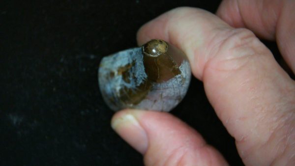 South Dakota Cretaceous Tyrannosaurus Rex Tooth 1e | Fossils for Sale