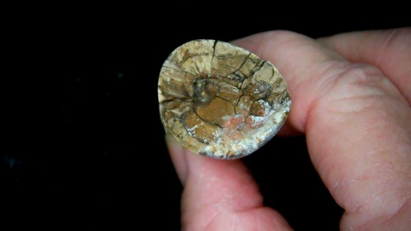 South Dakota Cretaceous Tyrannosaurus Rex Tooth 1f | Fossils for Sale