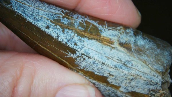 South Dakota Cretaceous Tyrannosaurus Rex Tooth 1g | Fossils for Sale