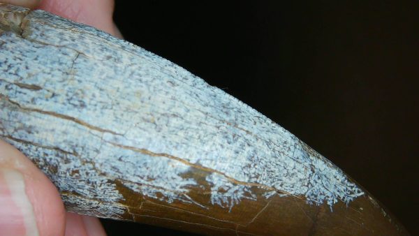 South Dakota Cretaceous Tyrannosaurus Rex Tooth 1h | Fossils for Sale