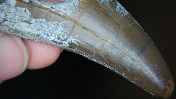 South Dakota Cretaceous Tyrannosaurus Rex Tooth 1i | Fossils for Sale